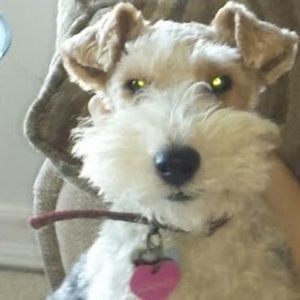 Meet your Posher, Susan